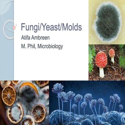 Fungi/Yeast/Molds