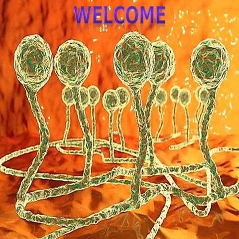 Systemic classification of zygomycota and blastocladomycota