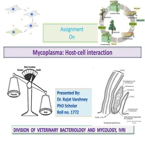 Mycoplasma host cell interaction