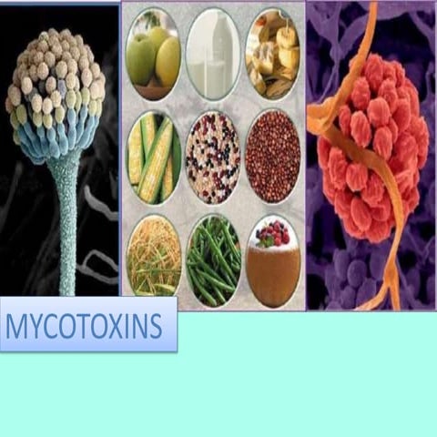 Mycotoxins Presentation