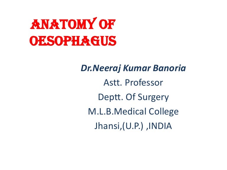 oesophagus anatomy ppt Esophagus anatomy physiology pathology treatment. Ppt download.