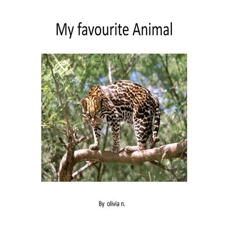 My favourite animal Olivia