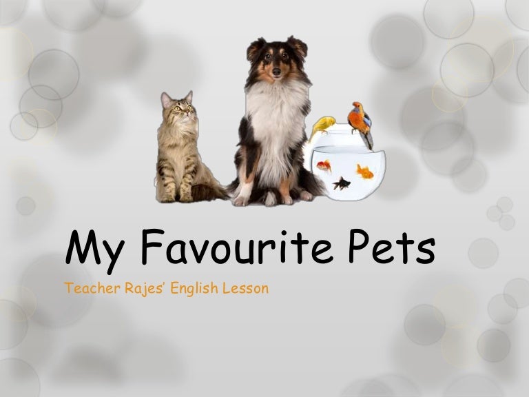 My favourite pets