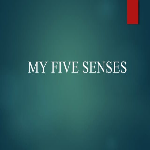 My five senses
