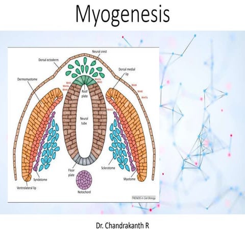 Myogenesis.pptx