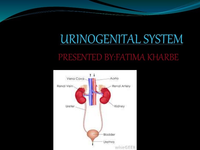URINOGENITAL SYSTEM