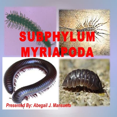 Myriapoda 090602161209-phpapp02