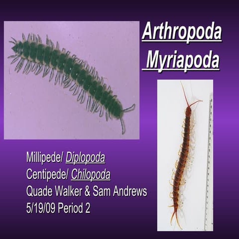 Arthropoda Myriapoda