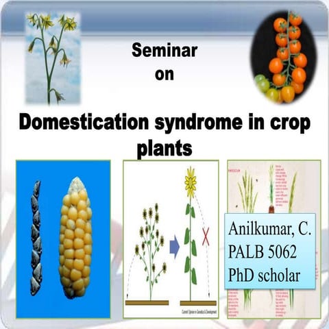 Domestication syndrome in crop plants