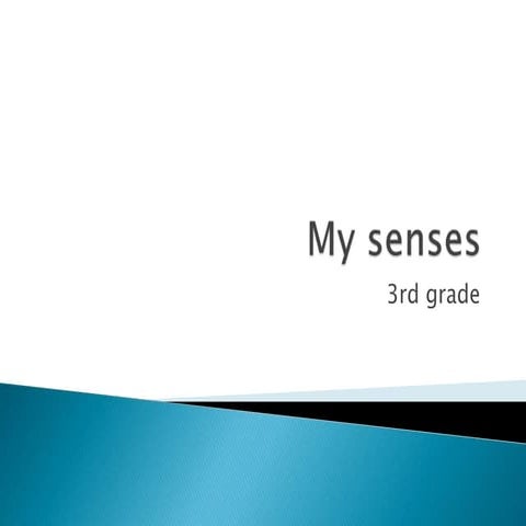 My senses