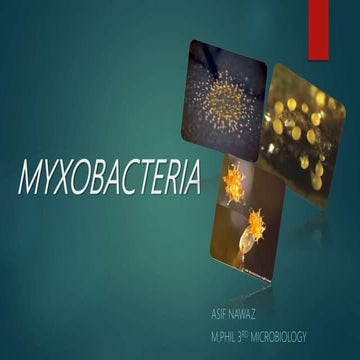 Myxobacteria pptx