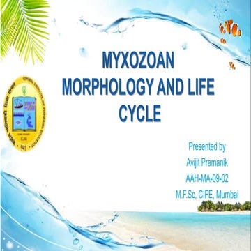 Myxozoan morphology and life cycle