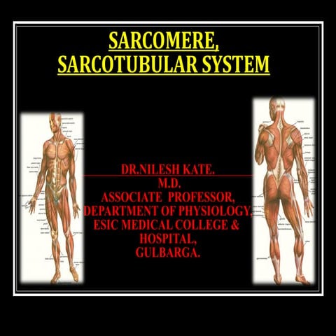 SARCOTUBULAR SYSTEM