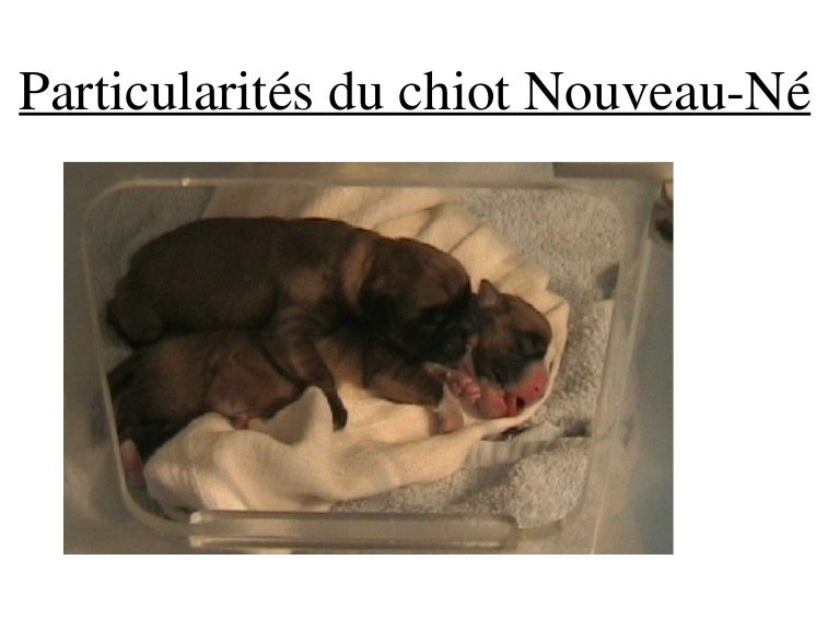 Chiot nouveau né