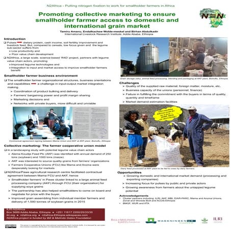 Promoting collective marketing to ensure smallholder farmer access to domesti...