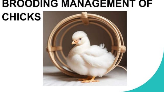 Brooding and management | PPTX
