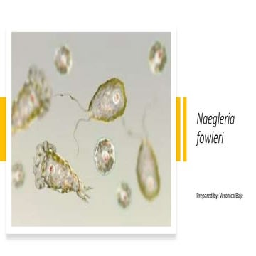 Naegleria fowleri