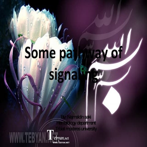 Najmaldin Saki Signaling Pathway