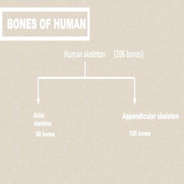  Total number of bones