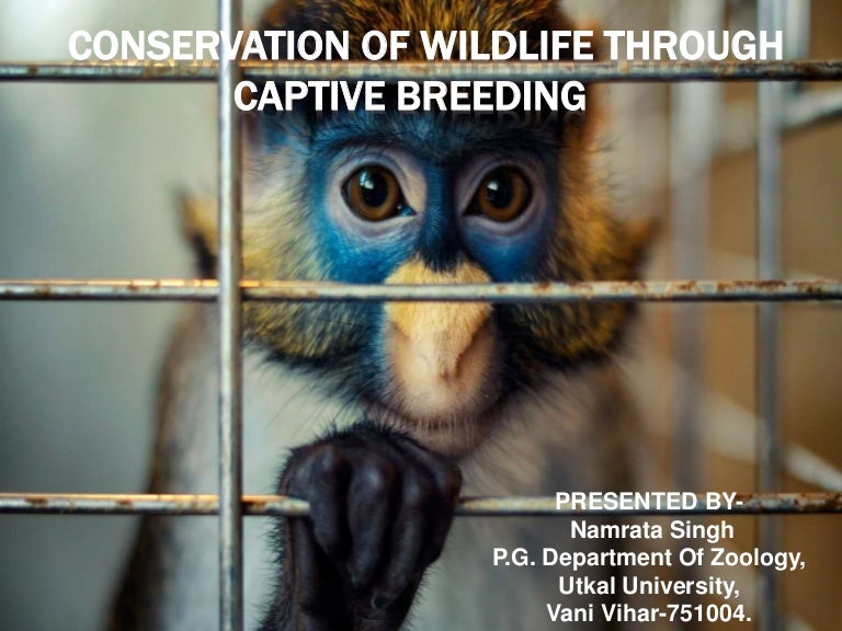 CONSERVATION OF WILDLIFE THROUGH CAPTIVE BREEDING