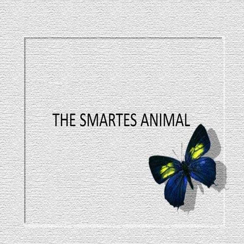 Narrative comment the smartes animal
