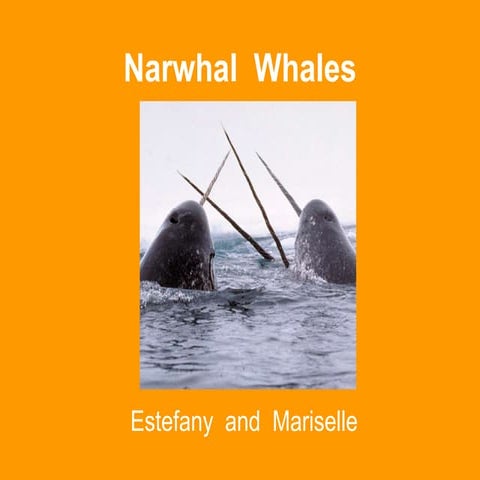 Narwhal whale   powerpoint