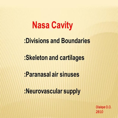 Nasal cavity