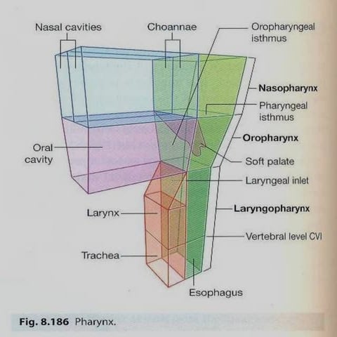 Nasal Cavity Anatomy