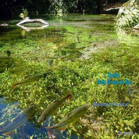 Nascente do rio Sucuri, Mato Grosso do Sul