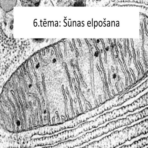šūNu uzbūve un funkcijas | PDF