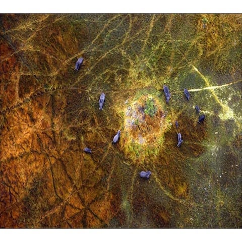 National Geographic Best of African Safari Aerial Views