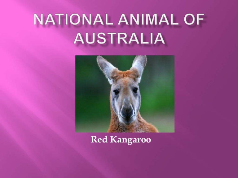 animal australia