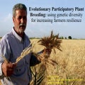 National Experiences - Evolutionary Participatory Plant Breeding: using genetic diversity for increasing farmers resilience 