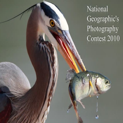 National Geographic's Photography Contest 2010