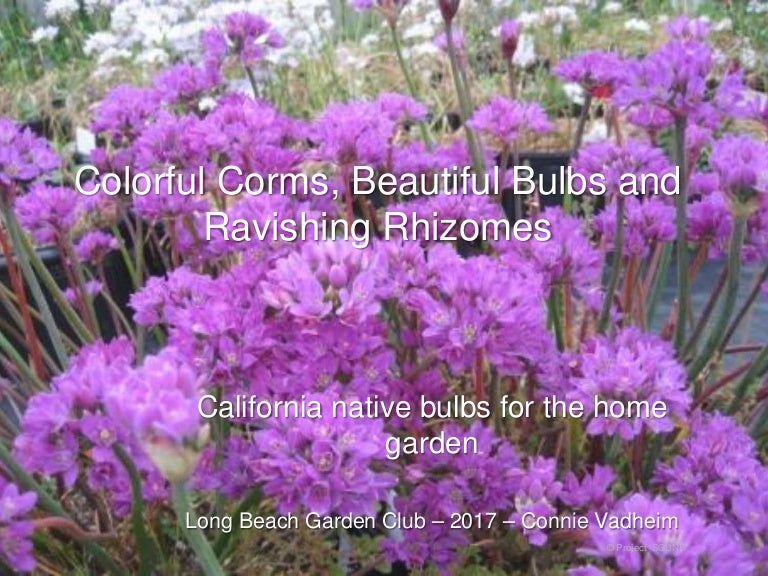 Native Bulbs for California Gardens 2017