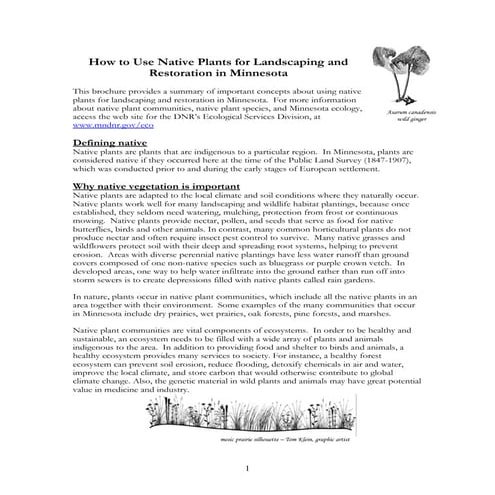 How to Use Native Plants for Landscaping and Restoration in Minnesota