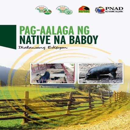 Pag-aalaga ng Native na Baboy