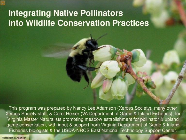 Integrating Native Pollinators into Wildlife Conservation Practices