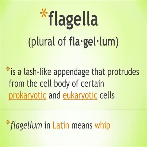 Natsci 2 flagella