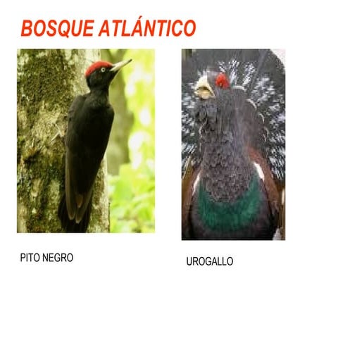 Ismal y Alba - Los animales terrestres