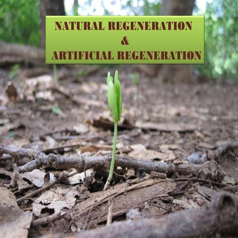 Natural and artificial regeneration