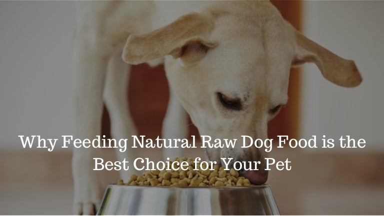 best raw dog food brand