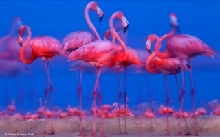 Natural History Museum's Wildlife Photography of the Year 2015