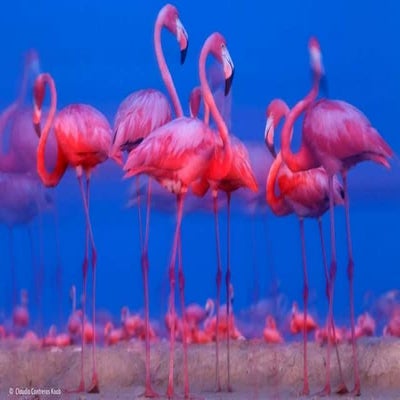 Natural History Museum's Wildlife Photographer of the Year 2015 (People Choice)