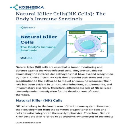 Natural Killer Cells: The Body’s Immune Sentinels