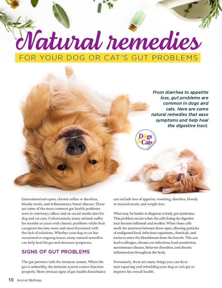 dog digestive problems remedies
