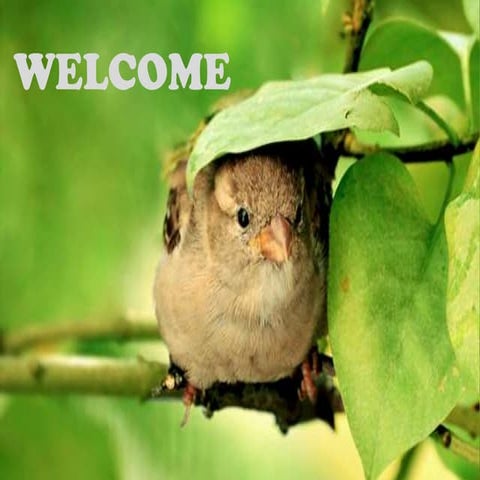 Natural     resources