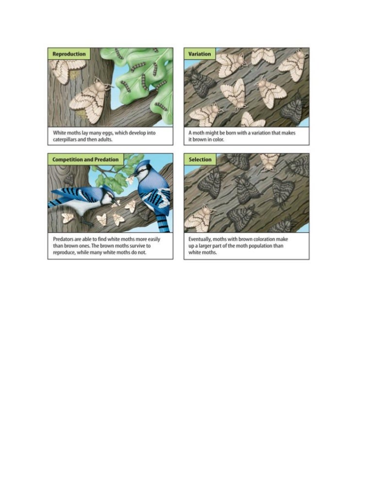 Natural selection, competition, variation