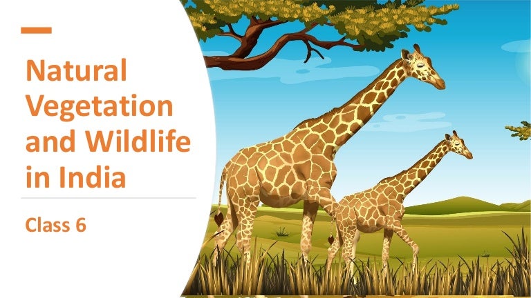 Natural vegetation and wildlife in india 3 naturalvegetationandwildlifeinindia 211113151148 thumbnail 4