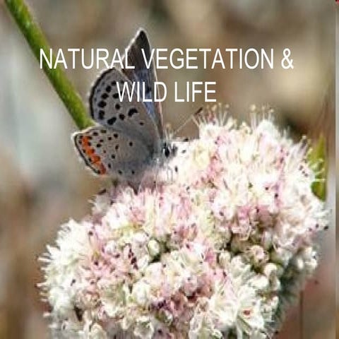 Natural vegetation & wild life